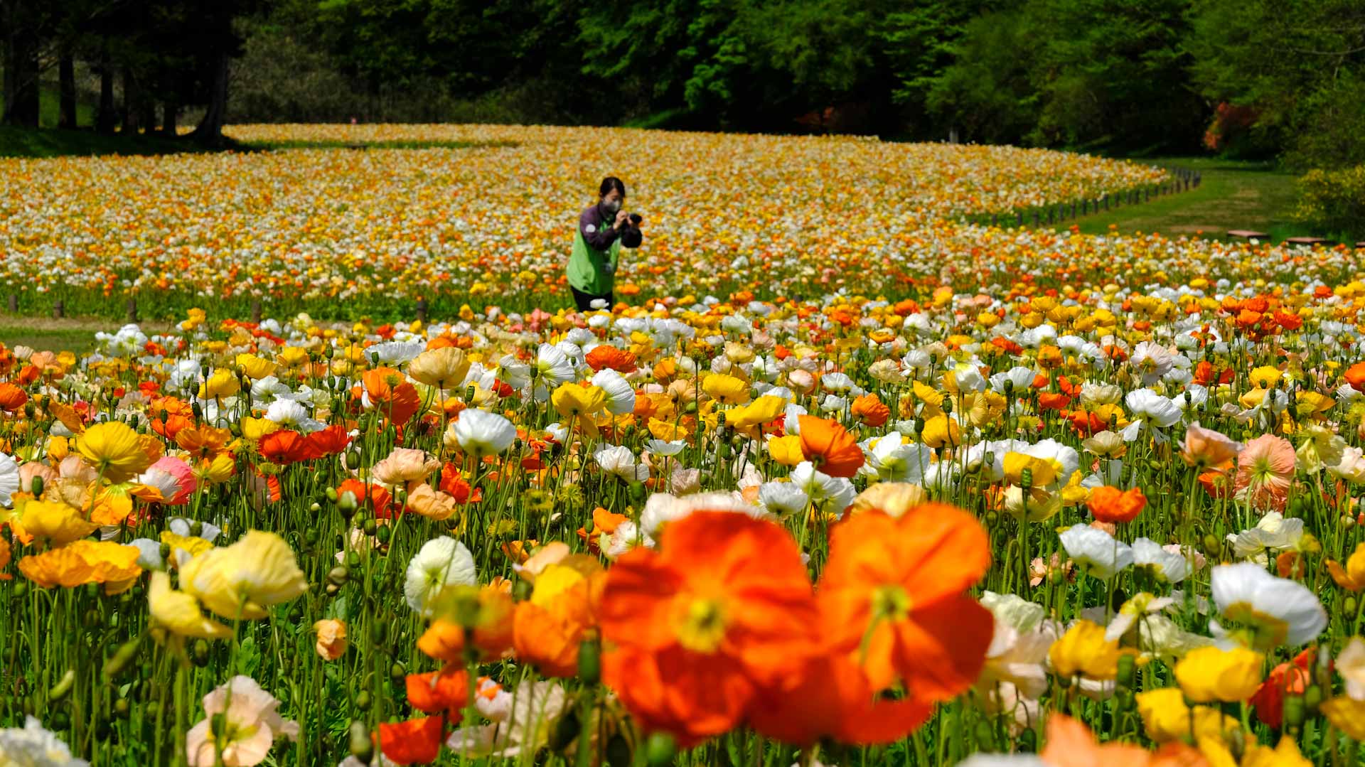 Image for the title: Earlier flowering in UK raises risks for ecosystem, study finds 