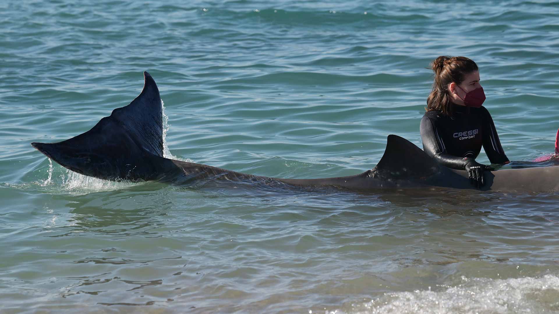 Image for the title: Wounded whale found dead on Greek island 