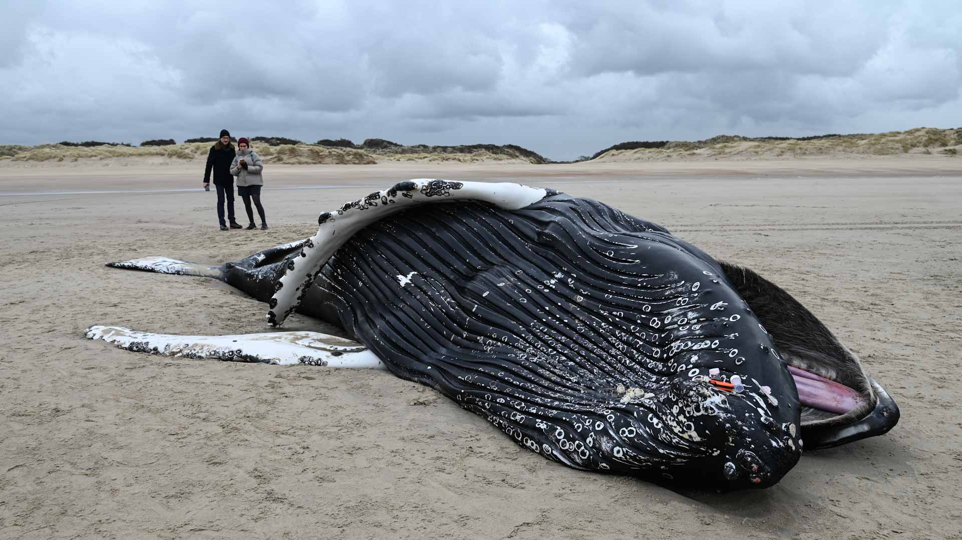 Image for the title: Humpback whale washes up on Channel beach in France 