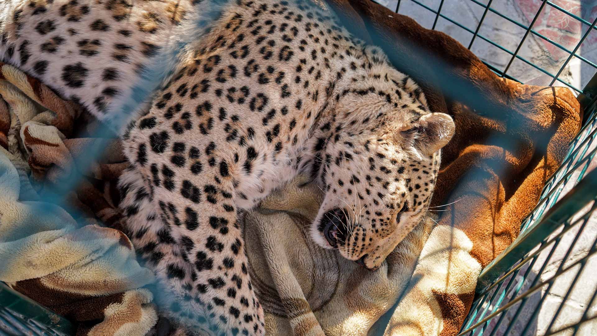 Image for the title: Rare leopard captured in northern Iraq 