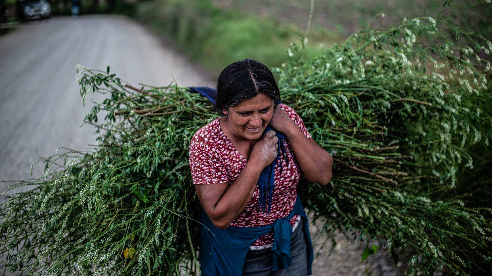 Image for the title: Peru's inflation closes 2021 at 13-year high 