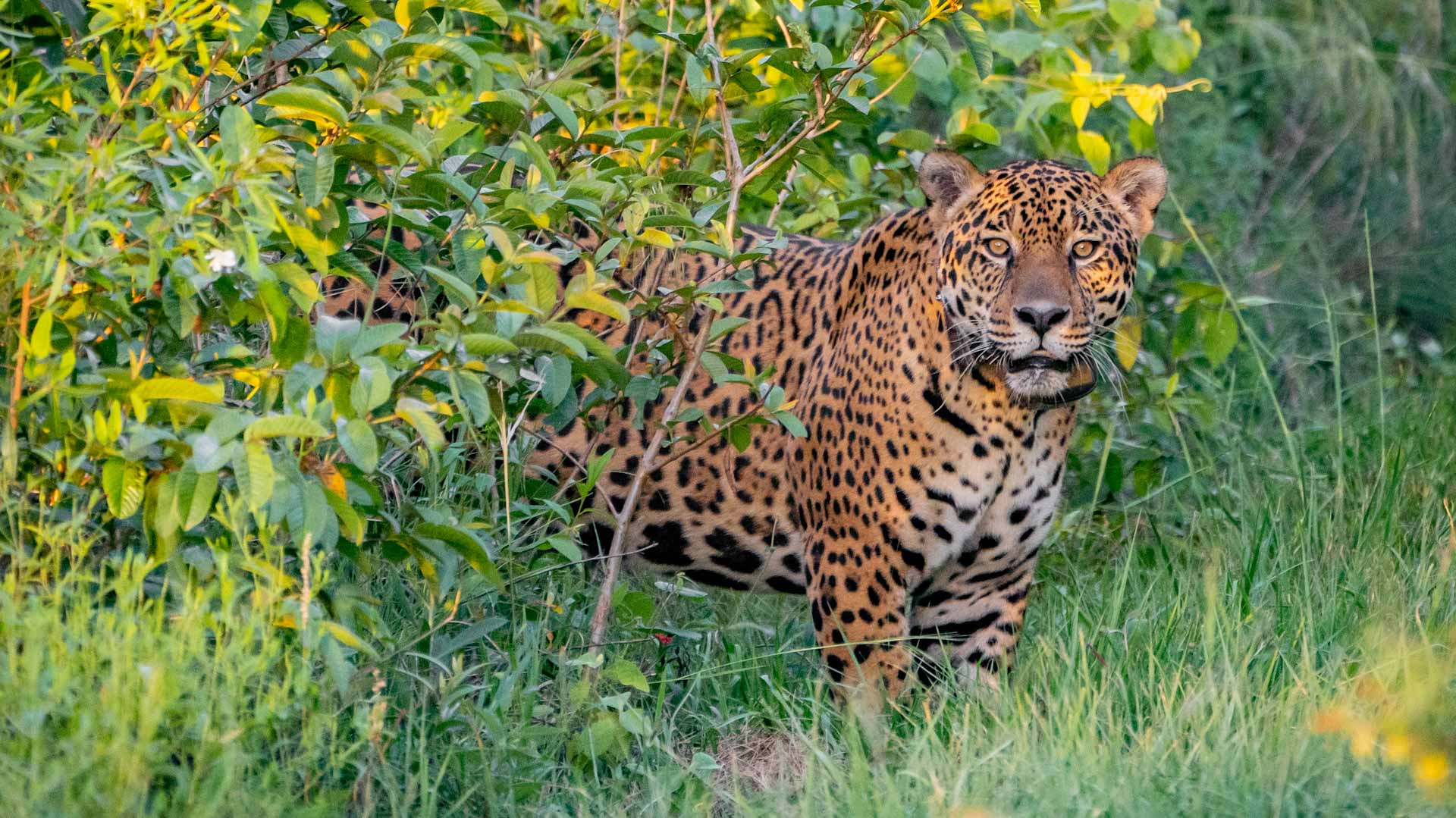 Image for the title: Jaguar released in Argentina to help endangered species 