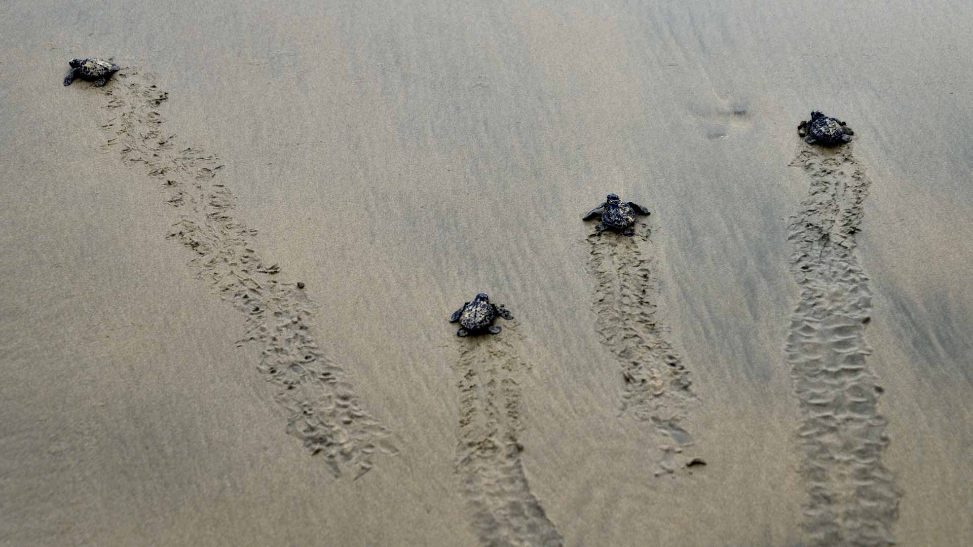 Image for the title: Indonesia releases 33 sea turtles after rescue from poachers 