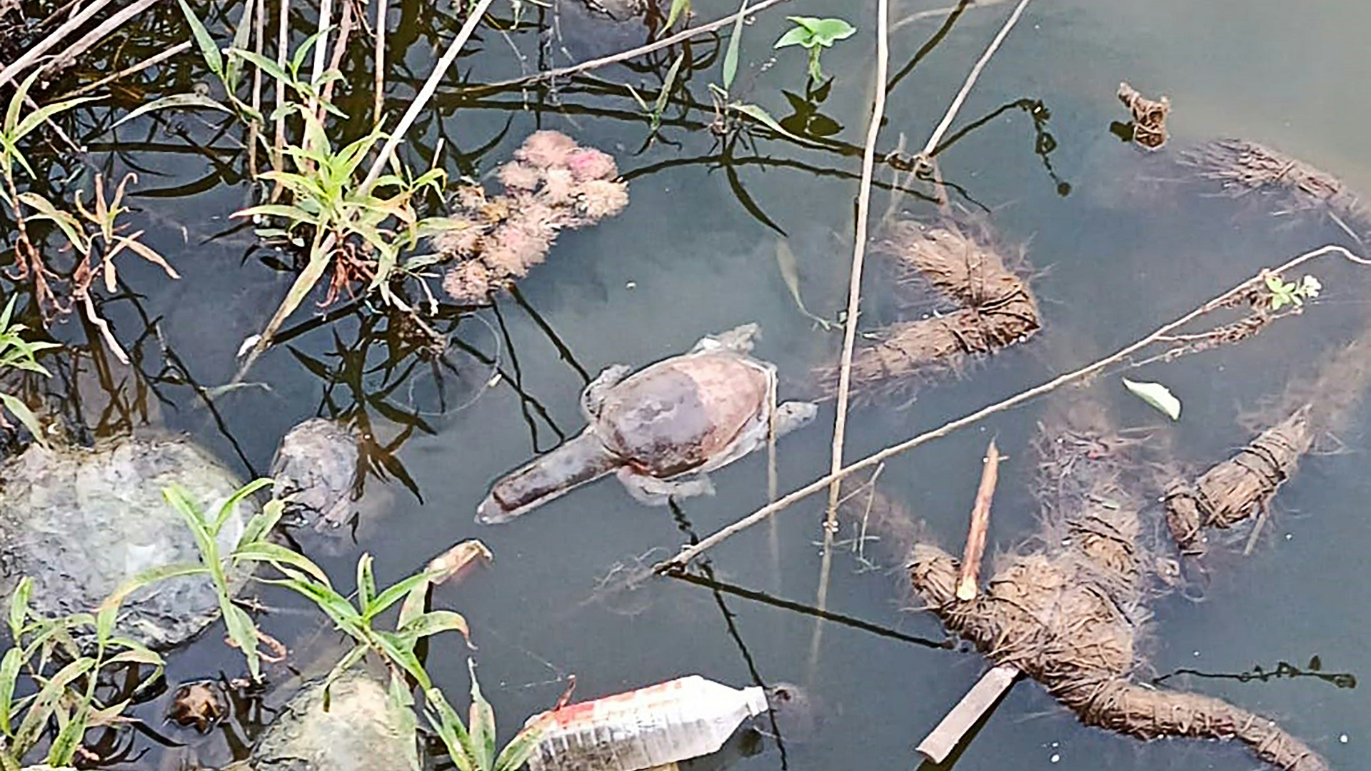 Image for the title: Dozens of Indian turtles die in suspected poisoning 