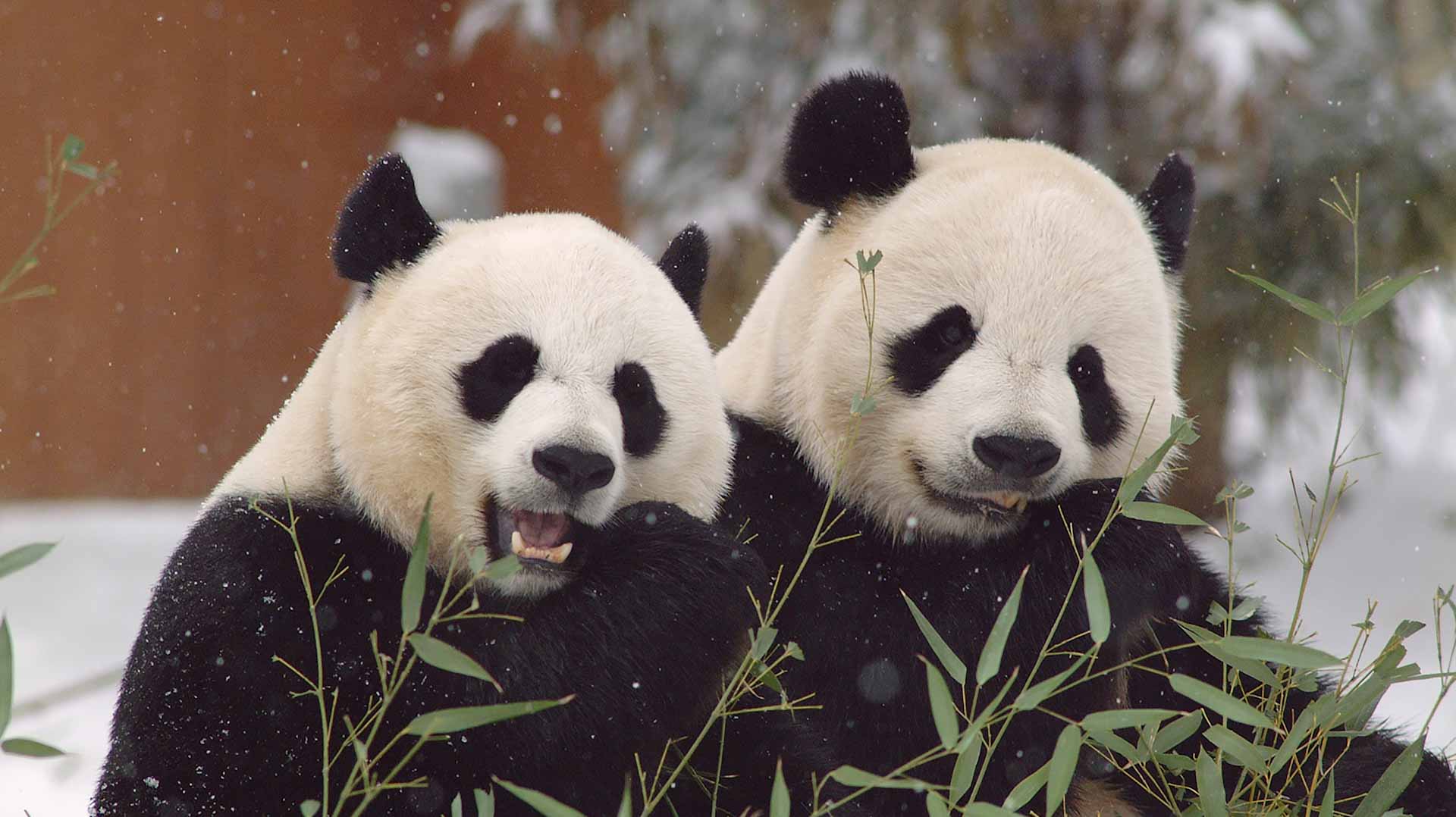Image for the title: Fossil discovery solves mystery of how pandas became vegetarian 