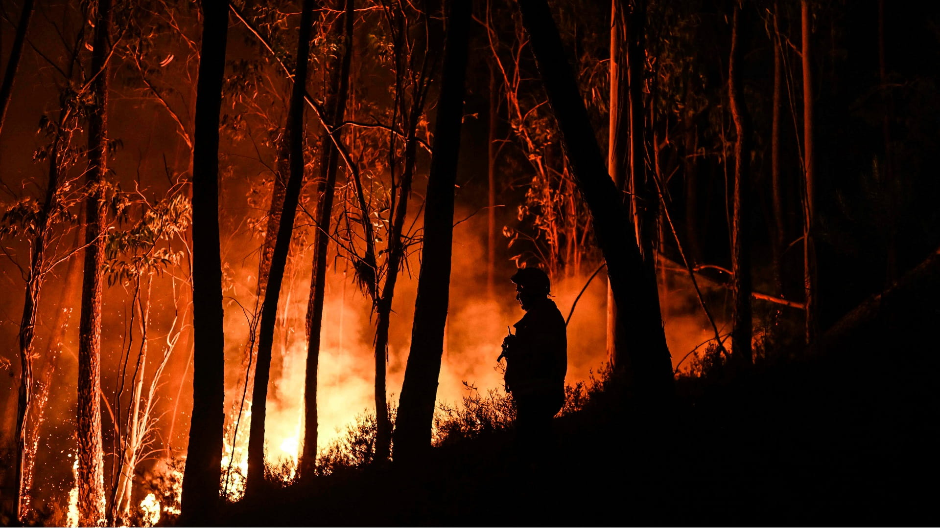 Image for the title: Portugal battles forest fires amid heatwave 