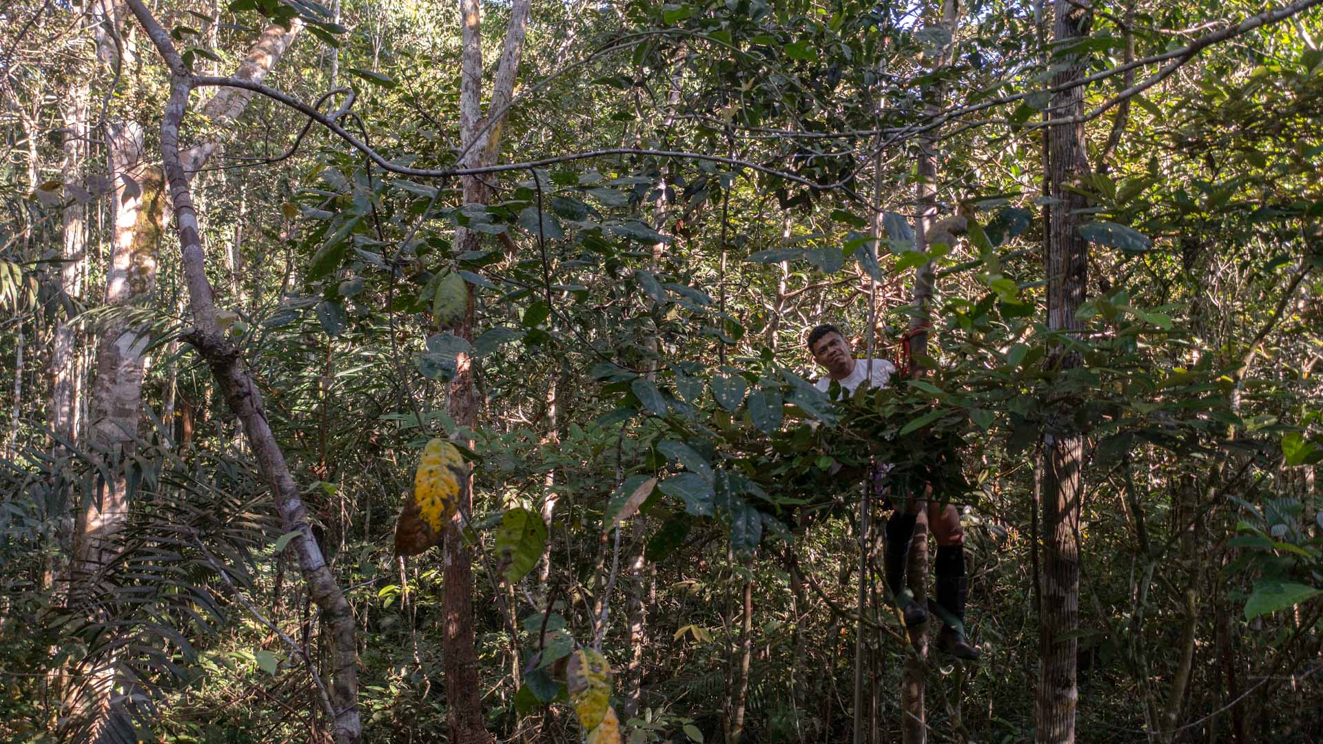 Image for the title: The risky business of Amazonian tree climbers