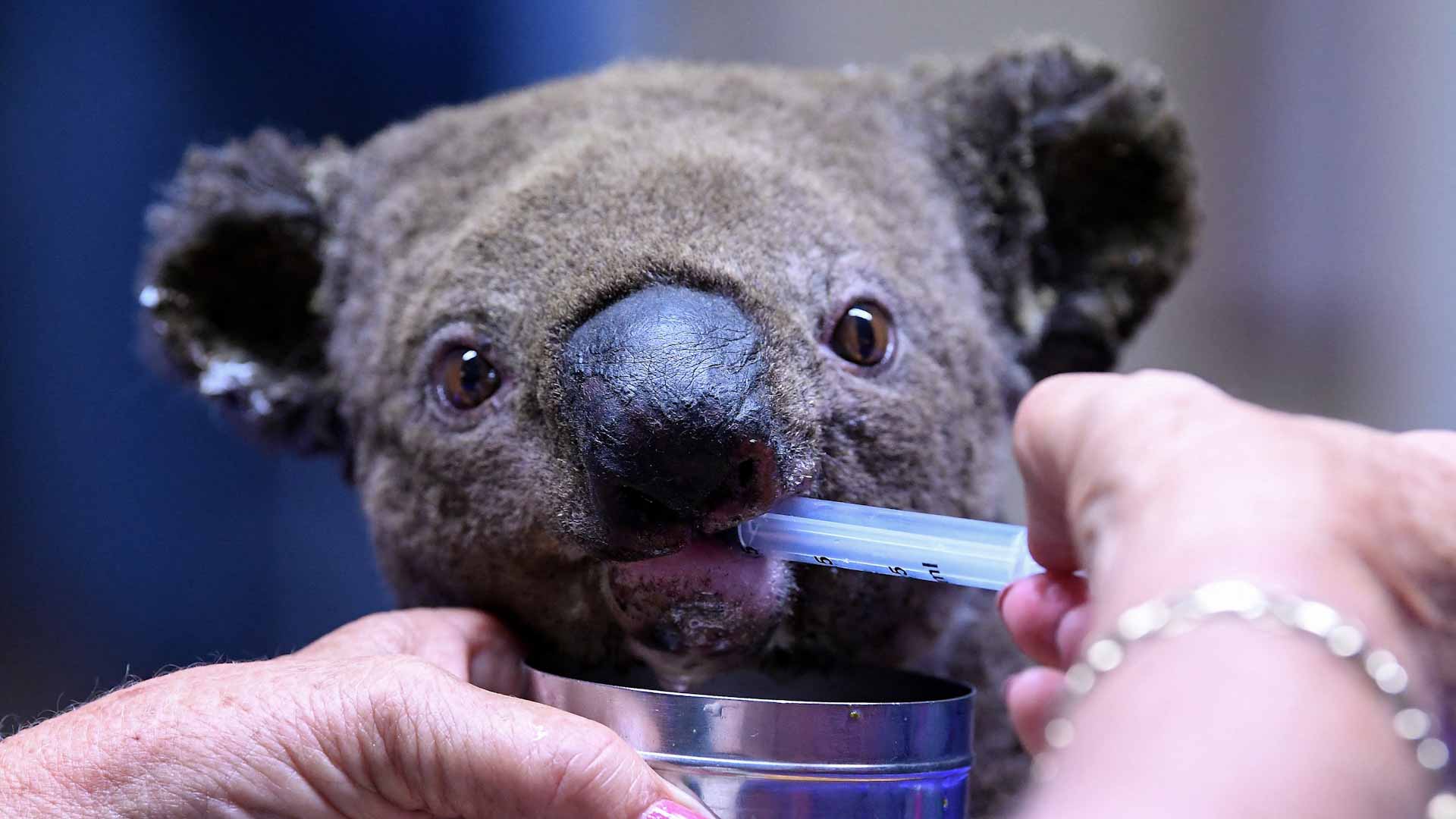 Image for the title: Australian animals at risk as environment deteriorates 