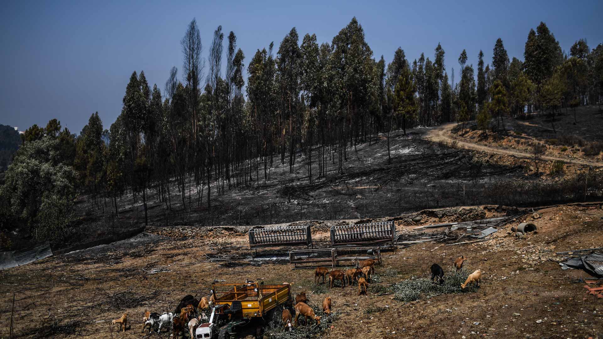 Image for the title: Neglected forests at the mercy of wildfires in Spain, Portugal 