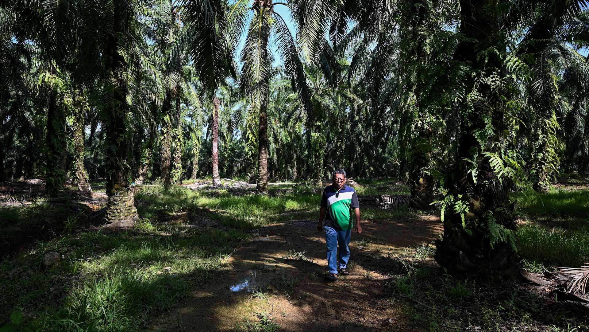 Image for the title: Malaysian palm oil farmers face labour crunch 