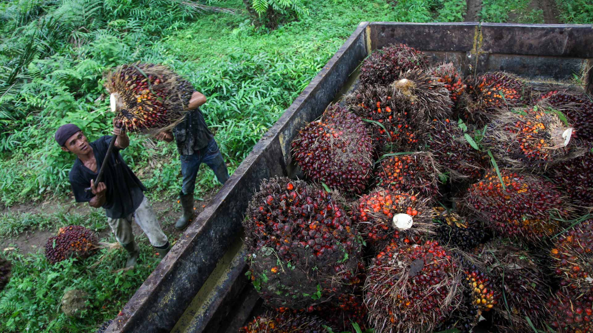 Image for the title: Indonesia has issued around 302,000 T of palm oil export permits 