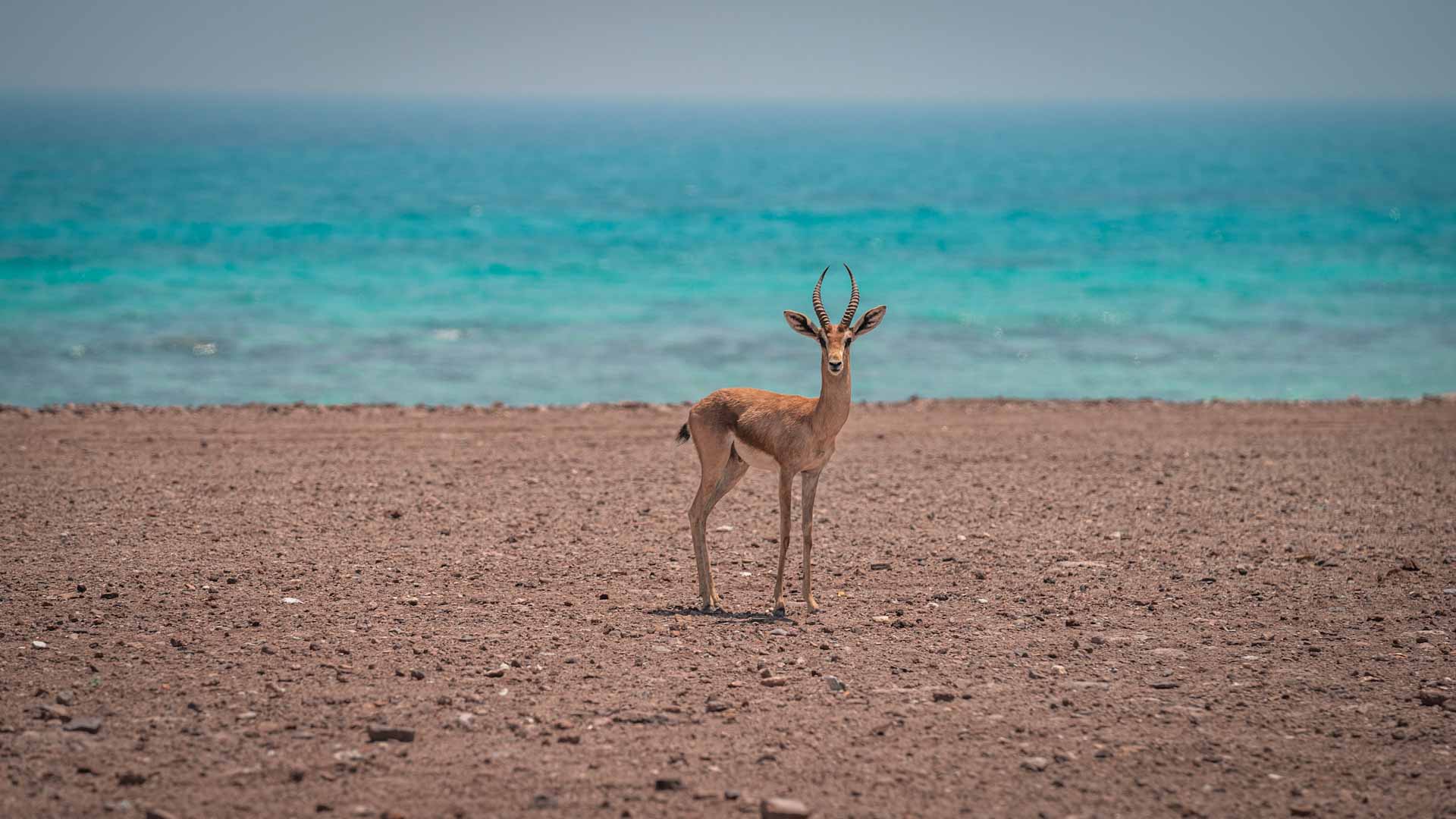 Image for the title: Sir Bu Nair Island, a Safe Haven for Rare Creatures 