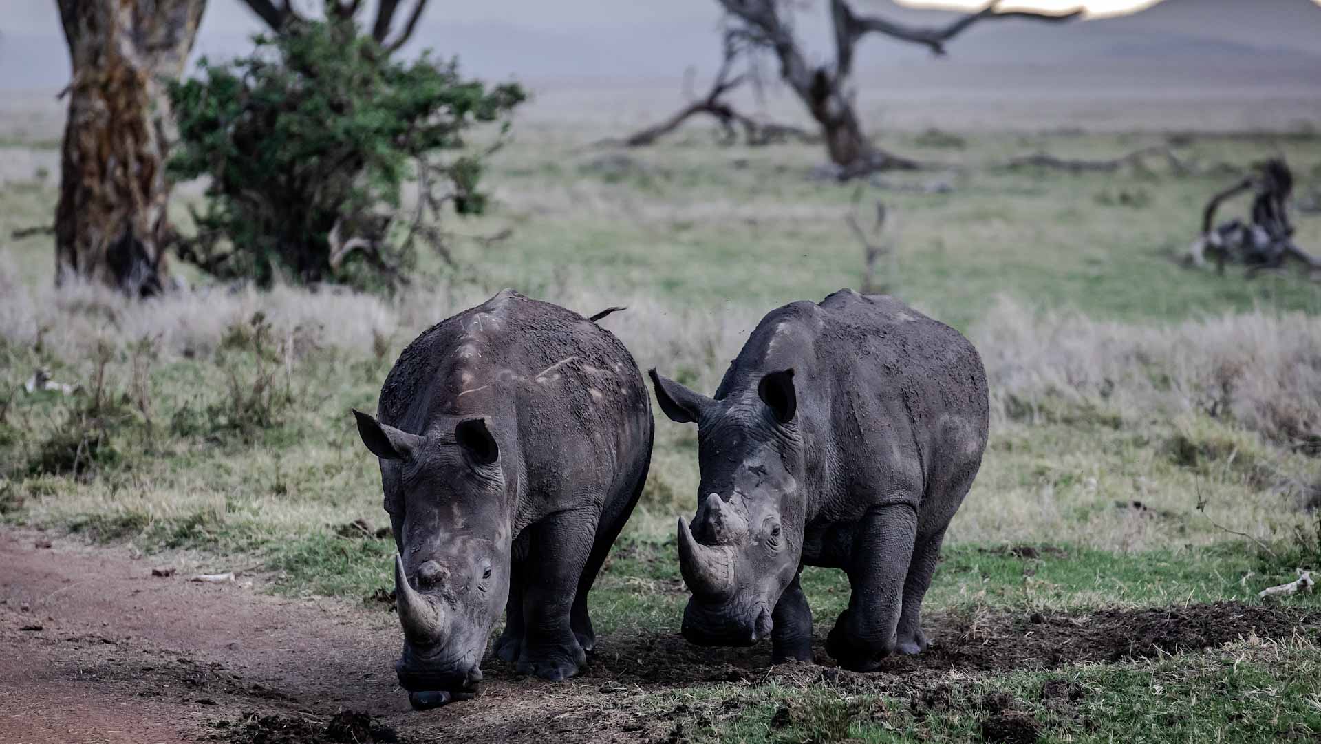 Image for the title: World's largest breeder to annually rewild 100 rhinos 