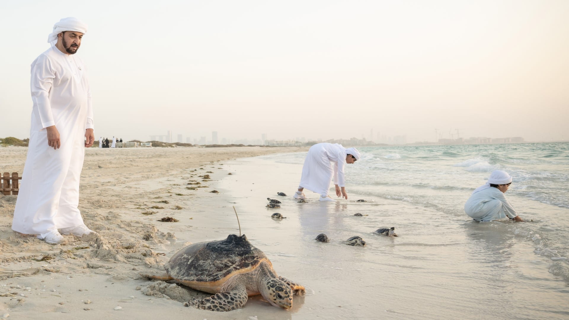 Image for the title: Abu Dhabi releases batch of rescued and rehabilitated sea turtles 