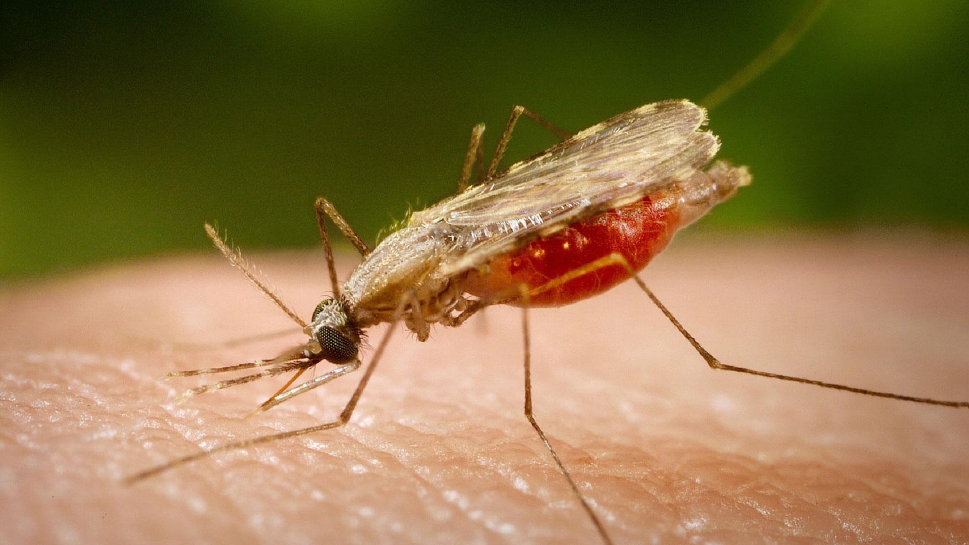 Image for the title: MoHaP, WHO host scientific symposium on malaria control 