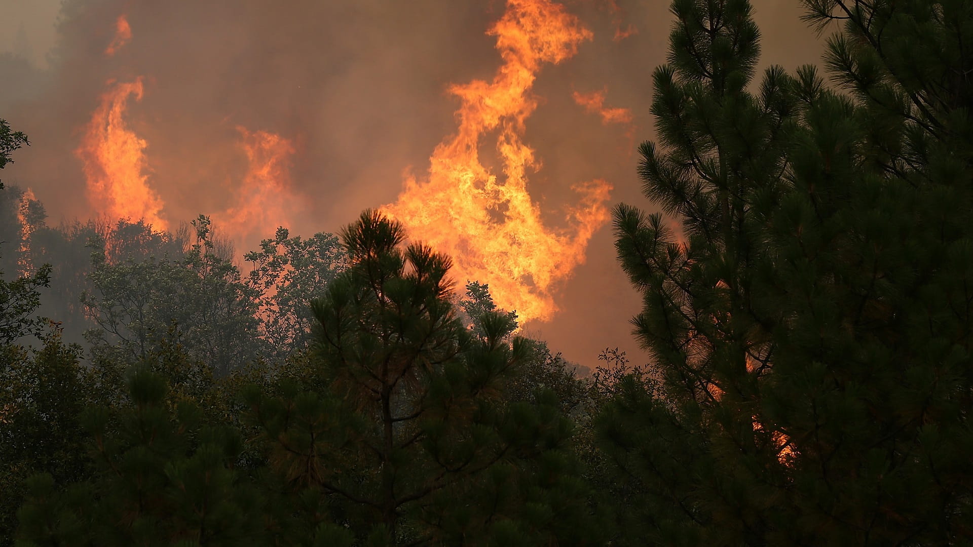 Image for the title: Wildfire tears through California forest as temperatures rocket 