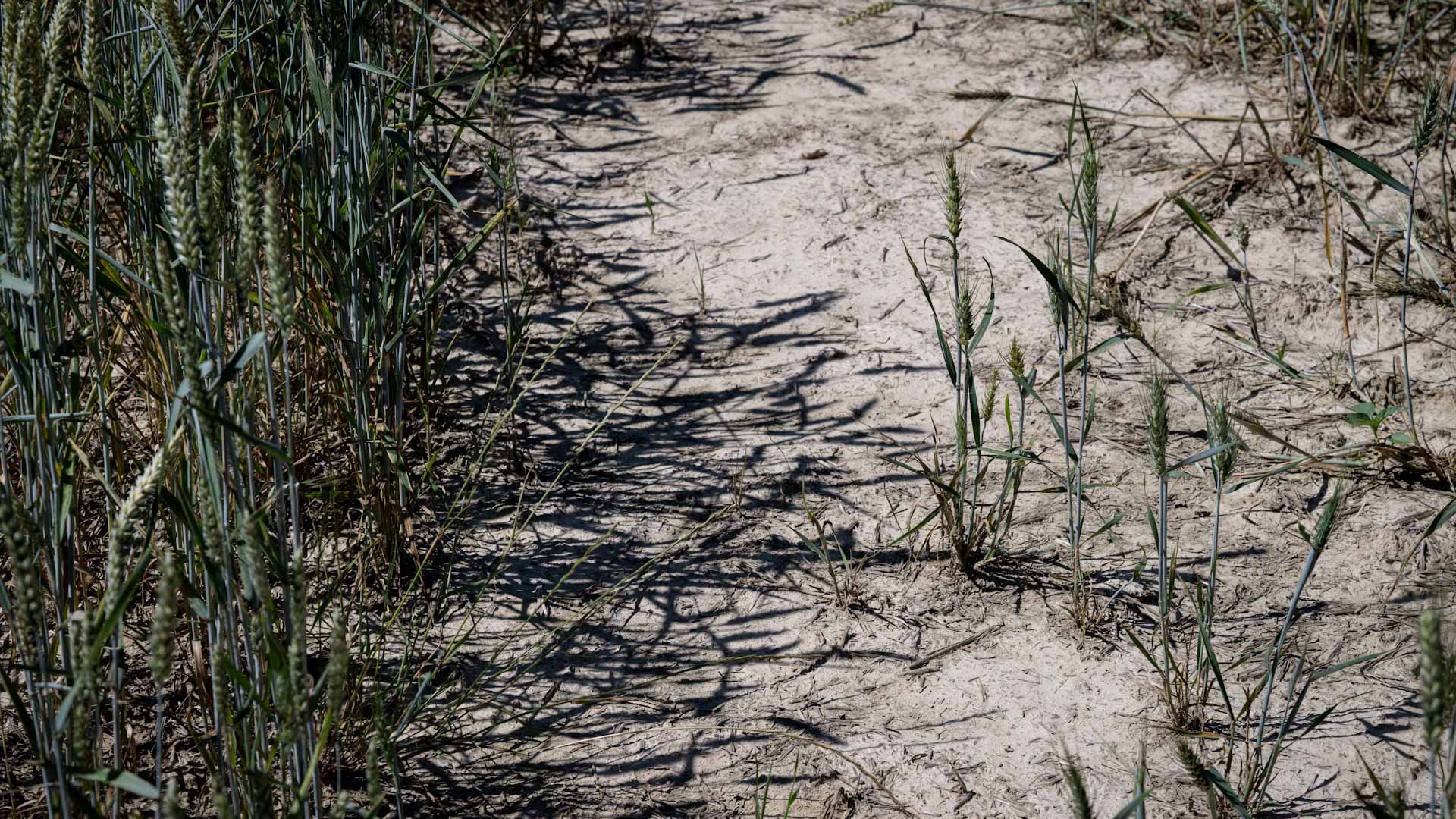 Image for the title: France vows cash for urban vegetation as heatwave hits 