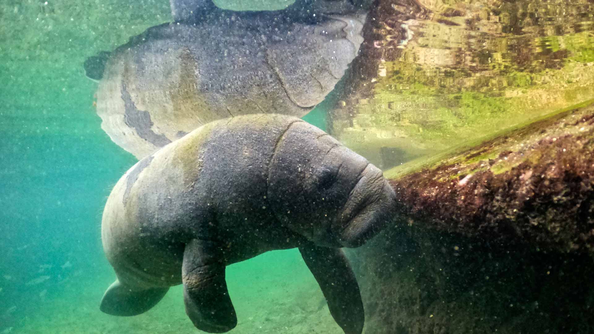 Image for the title: Working 24/7 to save baby manatee orphaned in Colombia 