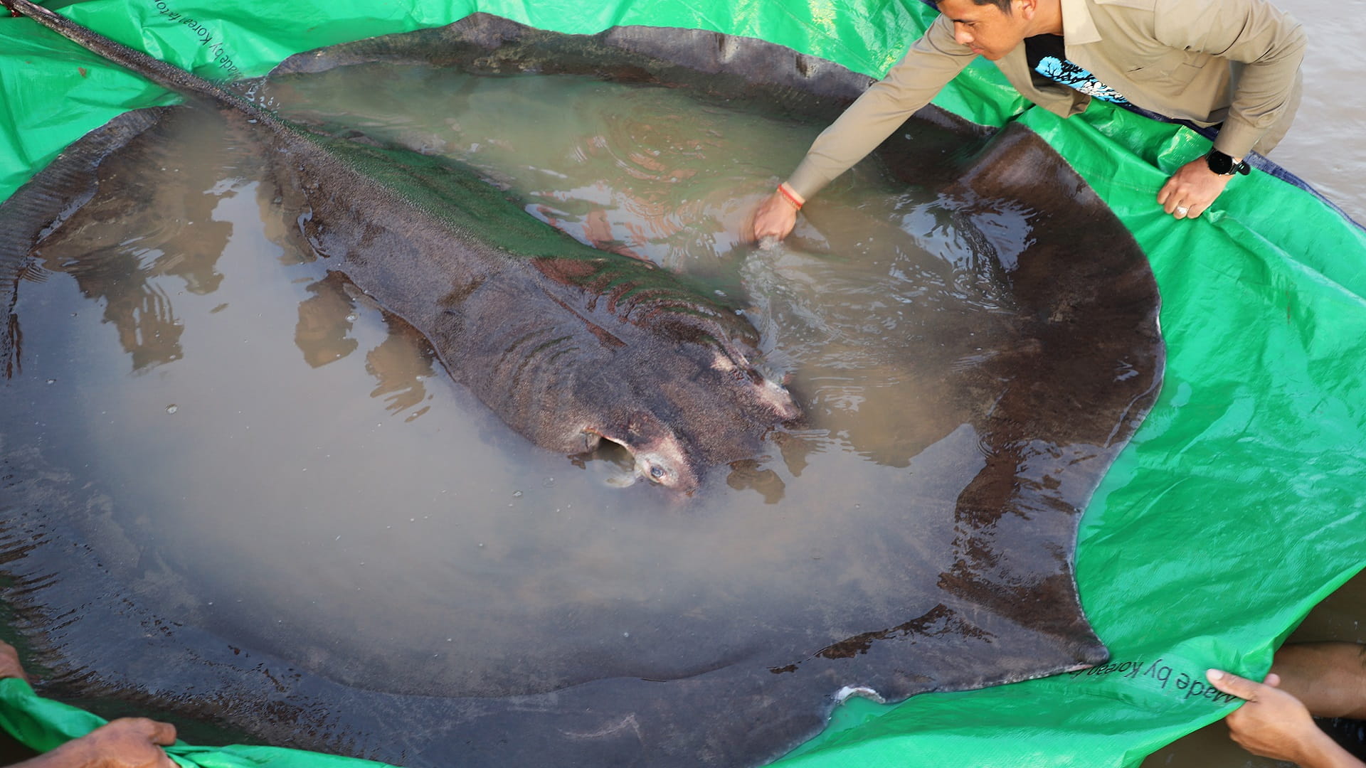 Image for the title: 'World's biggest' freshwater fish netted in Cambodia 