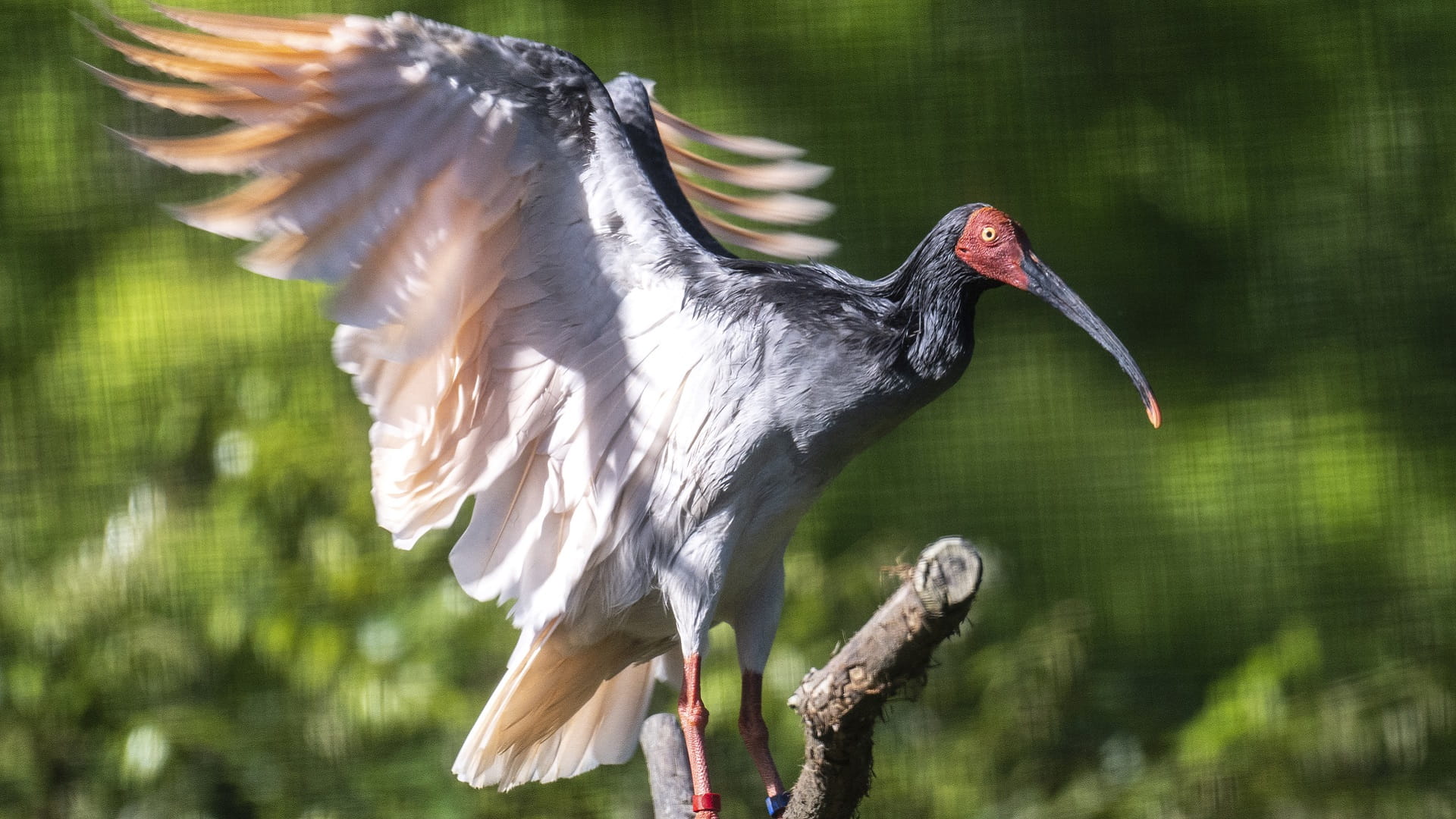 Image for the title: Modern phoenix: The bird brought back from extinction in Japan 