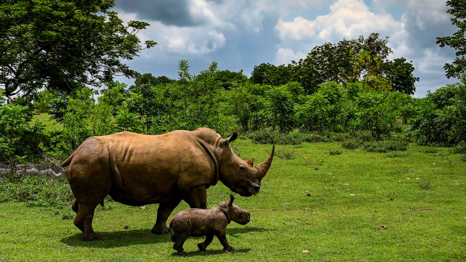 Image for the title: Cuba zookeepers celebrate birth of rare baby white rhino 