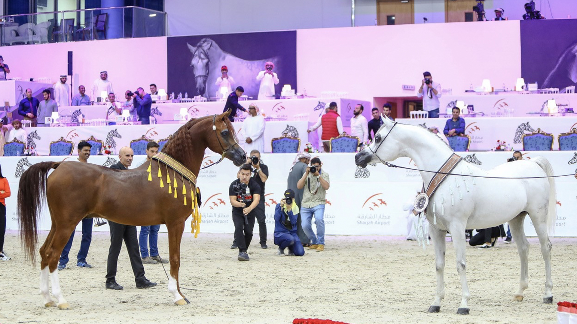 Image for the title: The Sharjah Intl Arabian Horse Festival 23 to kick off on Friday 