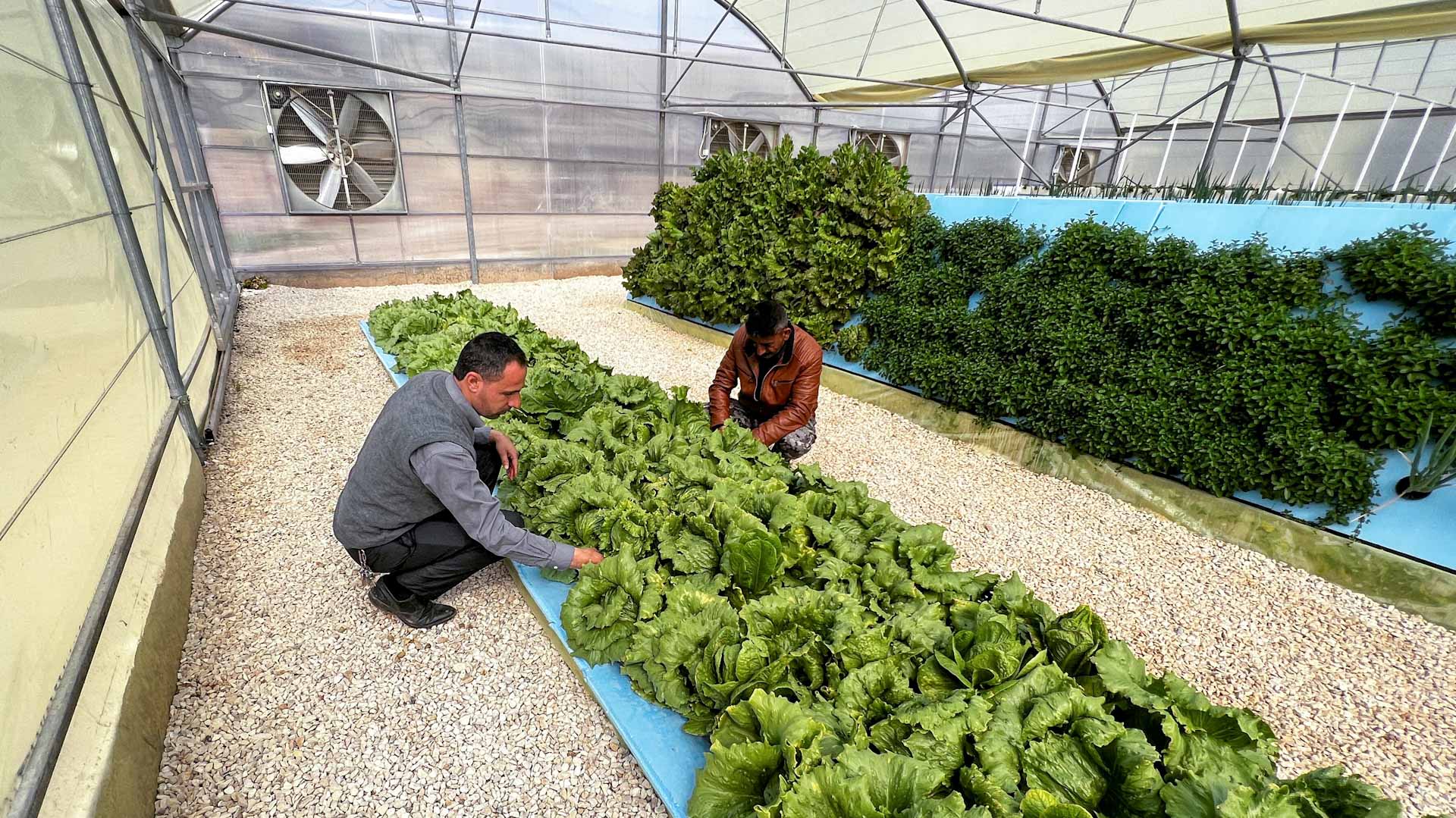 Image for the title: Jordanian aeroponics farm saves 90% of water 