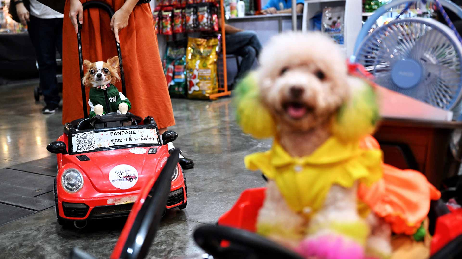 Image for the title: Dogs paw into pool parties in Venezuela's capital 