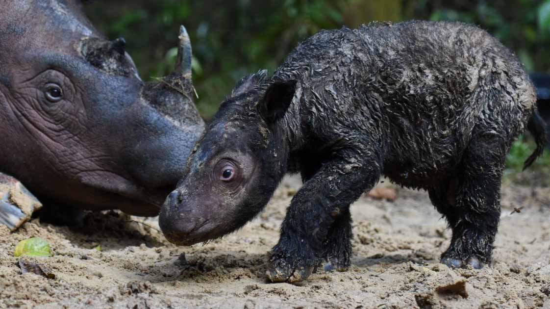 Image for the title: Rare birth of Sumatran rhino brings hope for endangered species 