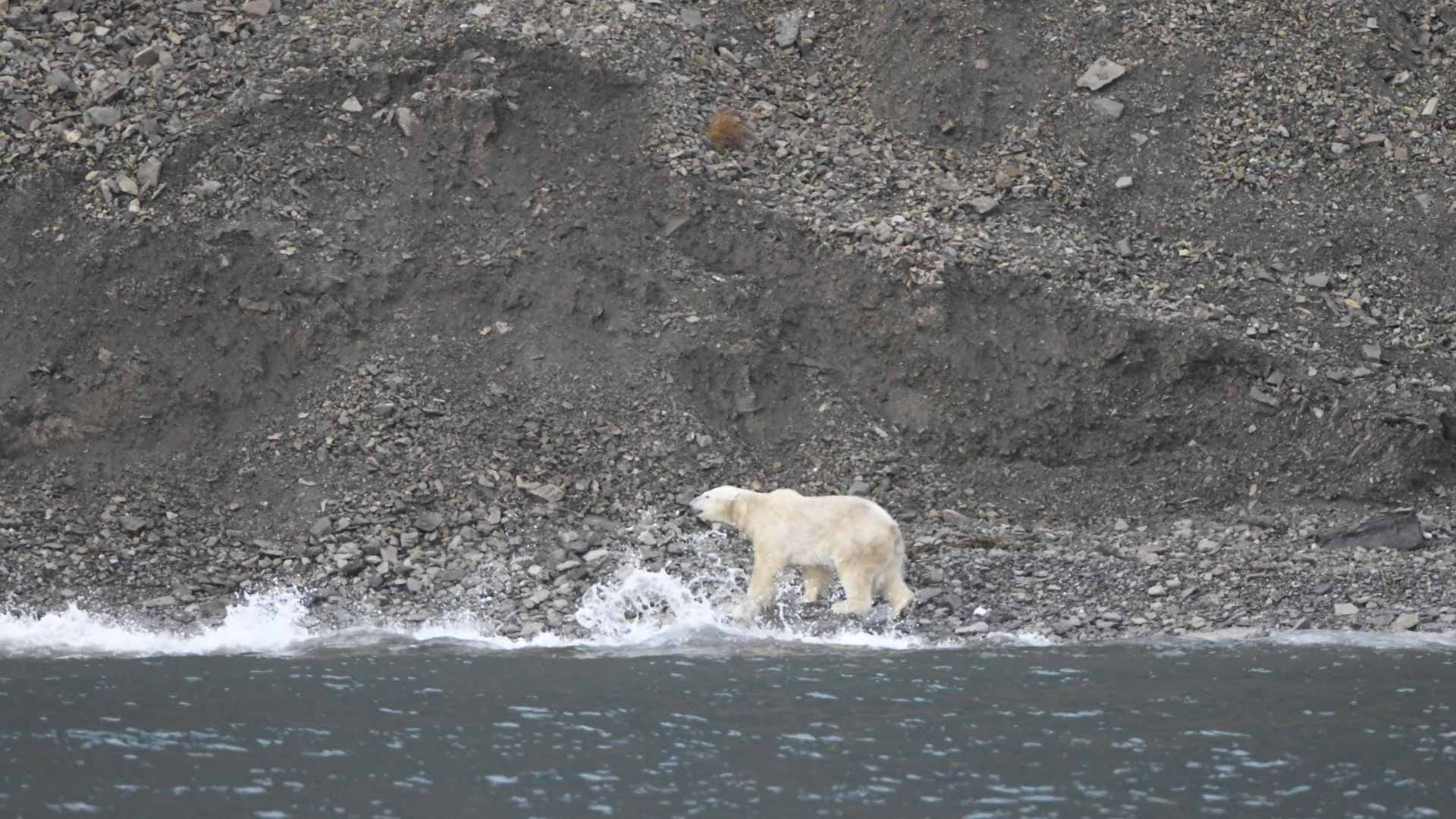 Image for the title: Look! A polar bear meanders way down south in Canada 