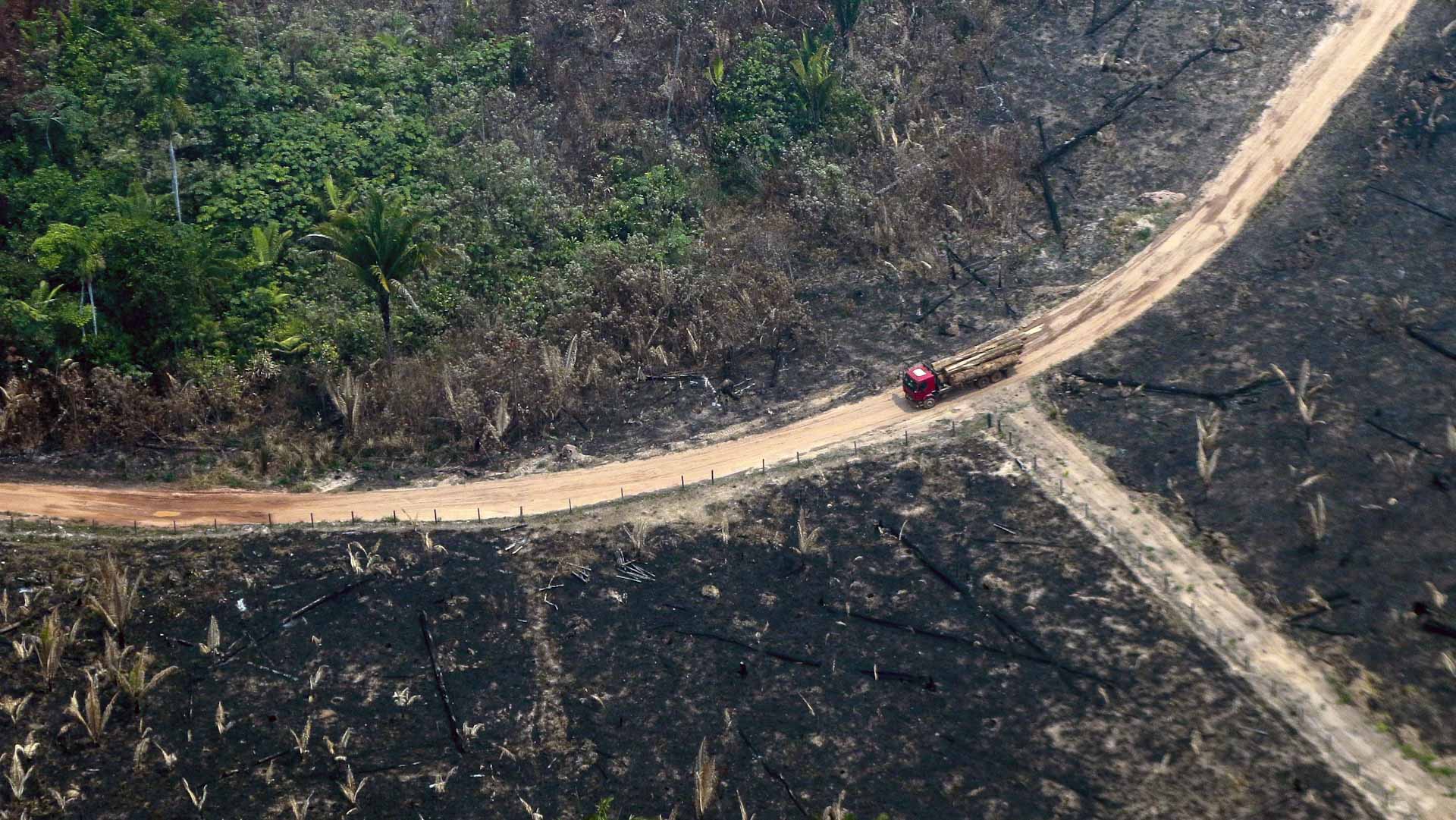 Image for the title: Brazil responds to less than 3% of deforestation alerts: study 