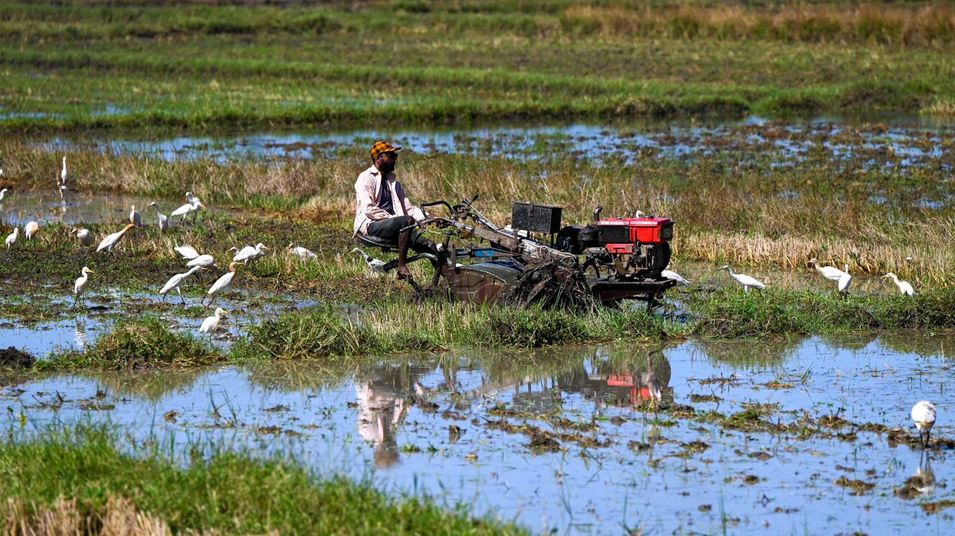 Image for the title: Sri Lanka tea exports lowest in 23 years 