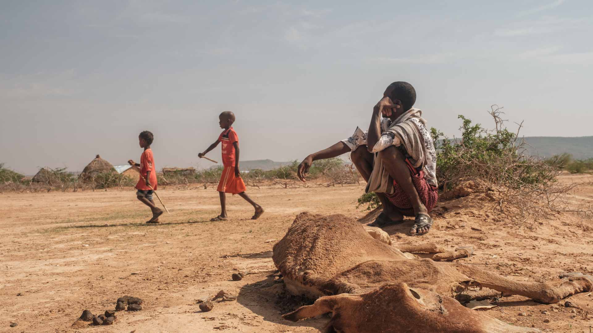 Image for the title: Worst drought in decades devastates Ethiopia's nomads 