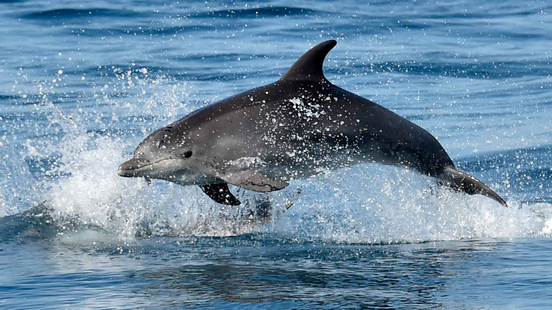 Image for the title: Prehistoric dolphin species discovered in Switzerland 