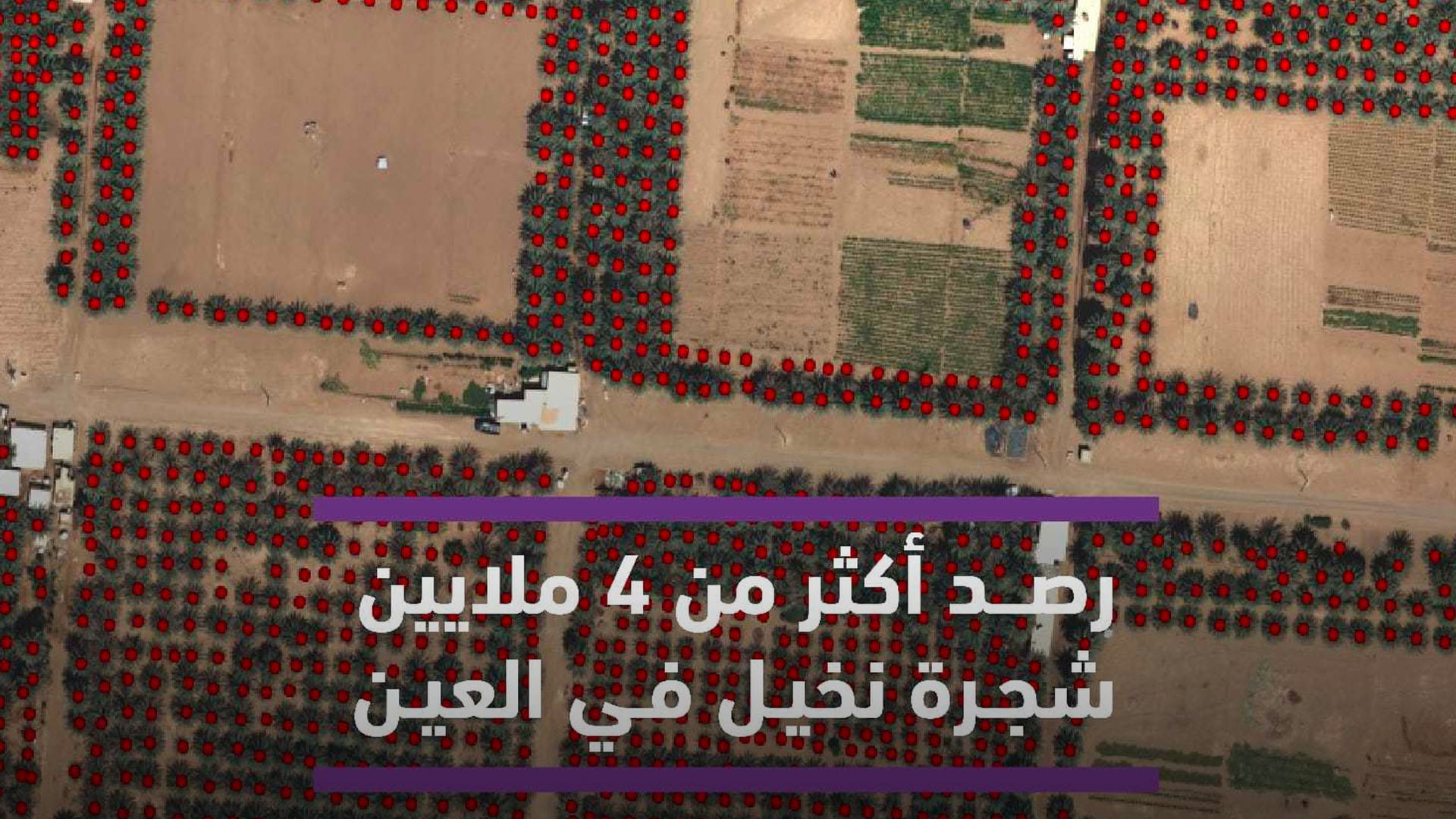 Image for the title: MBRSC detects four million palm trees in Al Ain region 