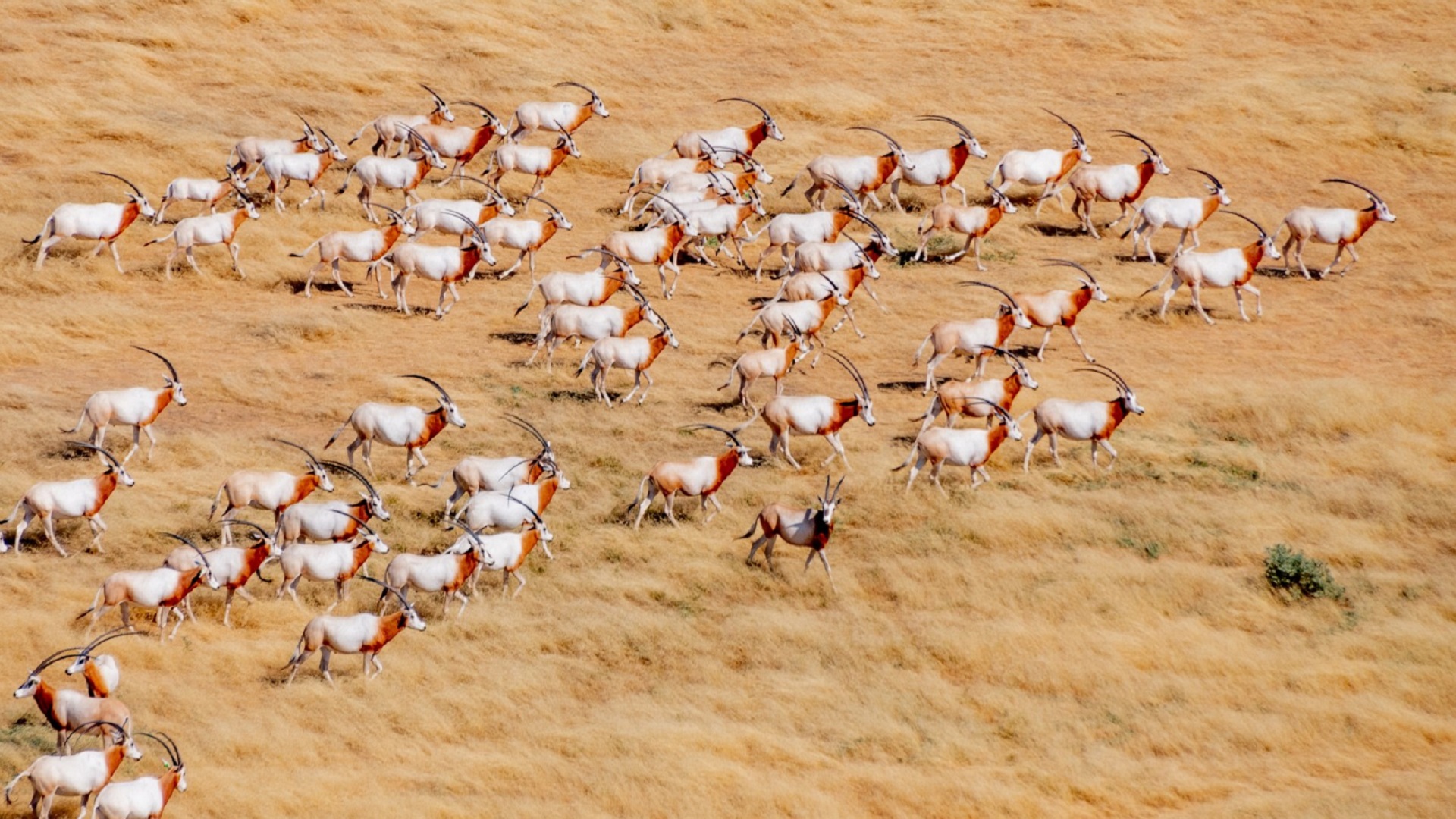 Image for the title: EAD marks success of world’s largest mammal reintroduction prgm 