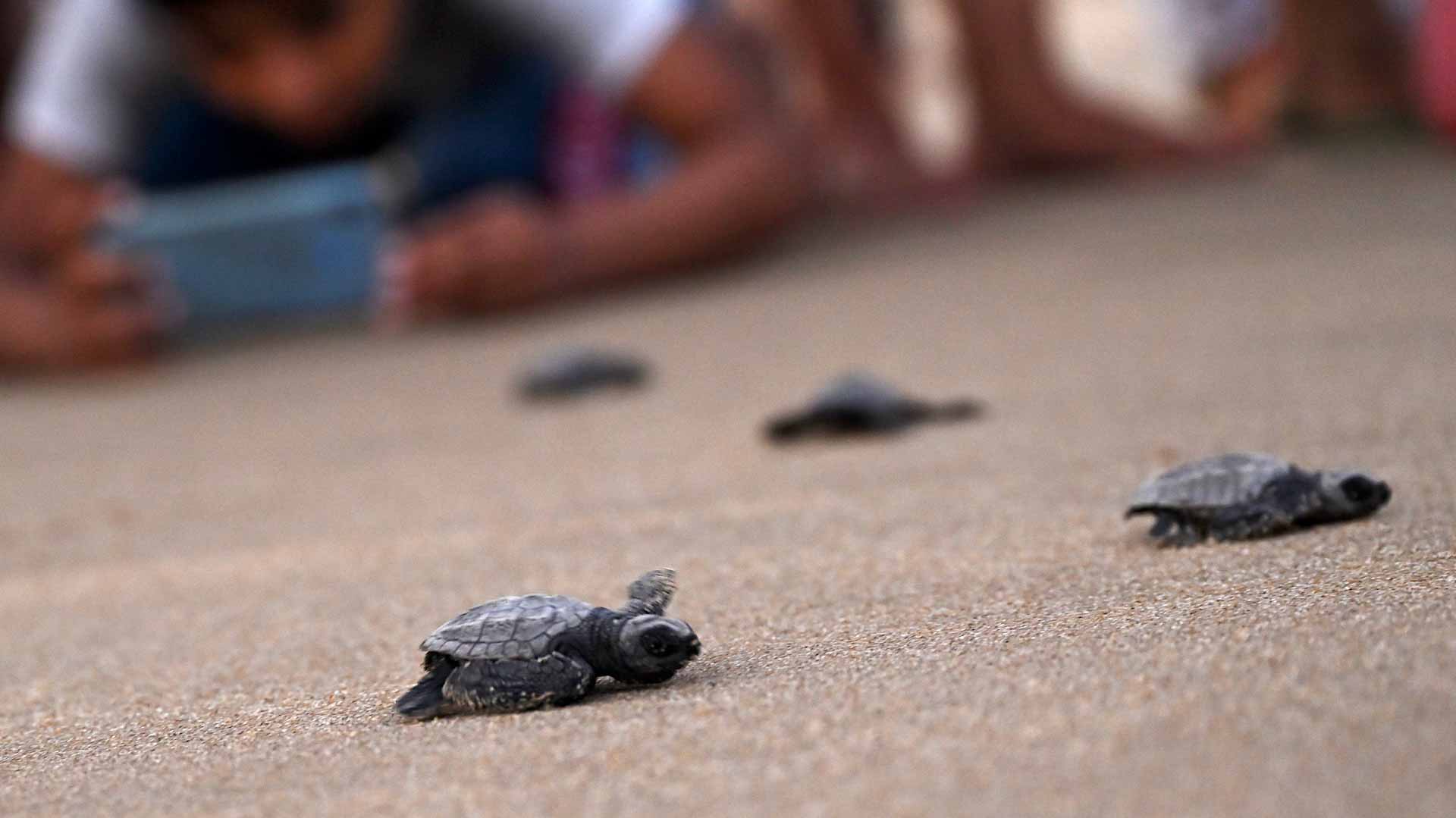 Image for the title: Hundreds of baby giant turtles released into Cambodian river 