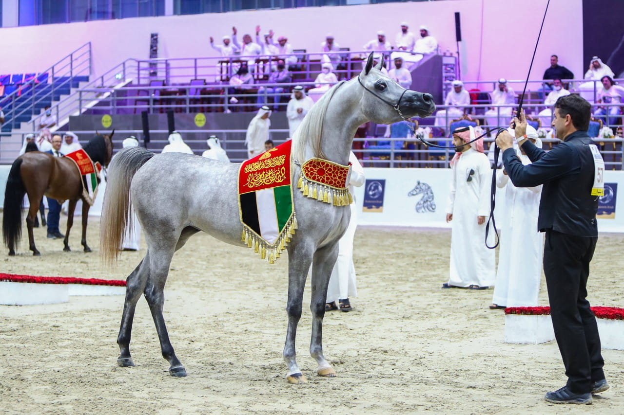 صورة بعنوان: 297 فرساً في مهرجان الشارقة للجواد العربي "الإنتاج المحلي"  