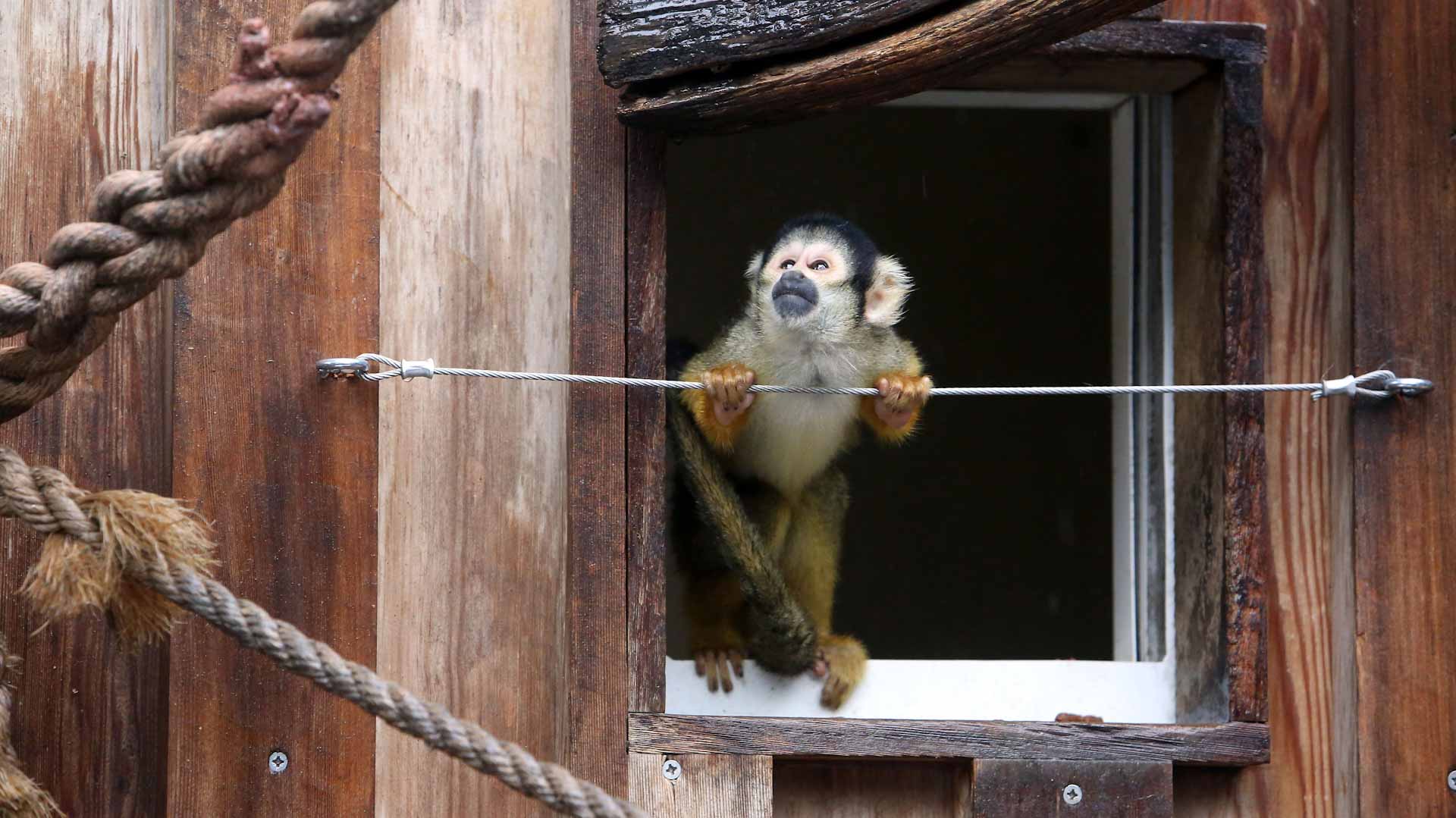 Harvard University research on monkeys sparks outrage from