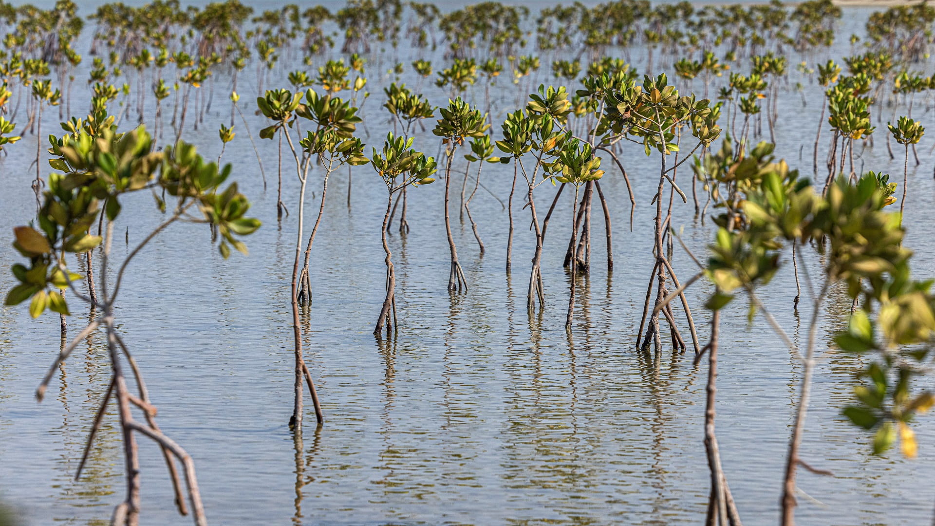 Image for the title: Egypt replants mangrove to fight climate change impacts 