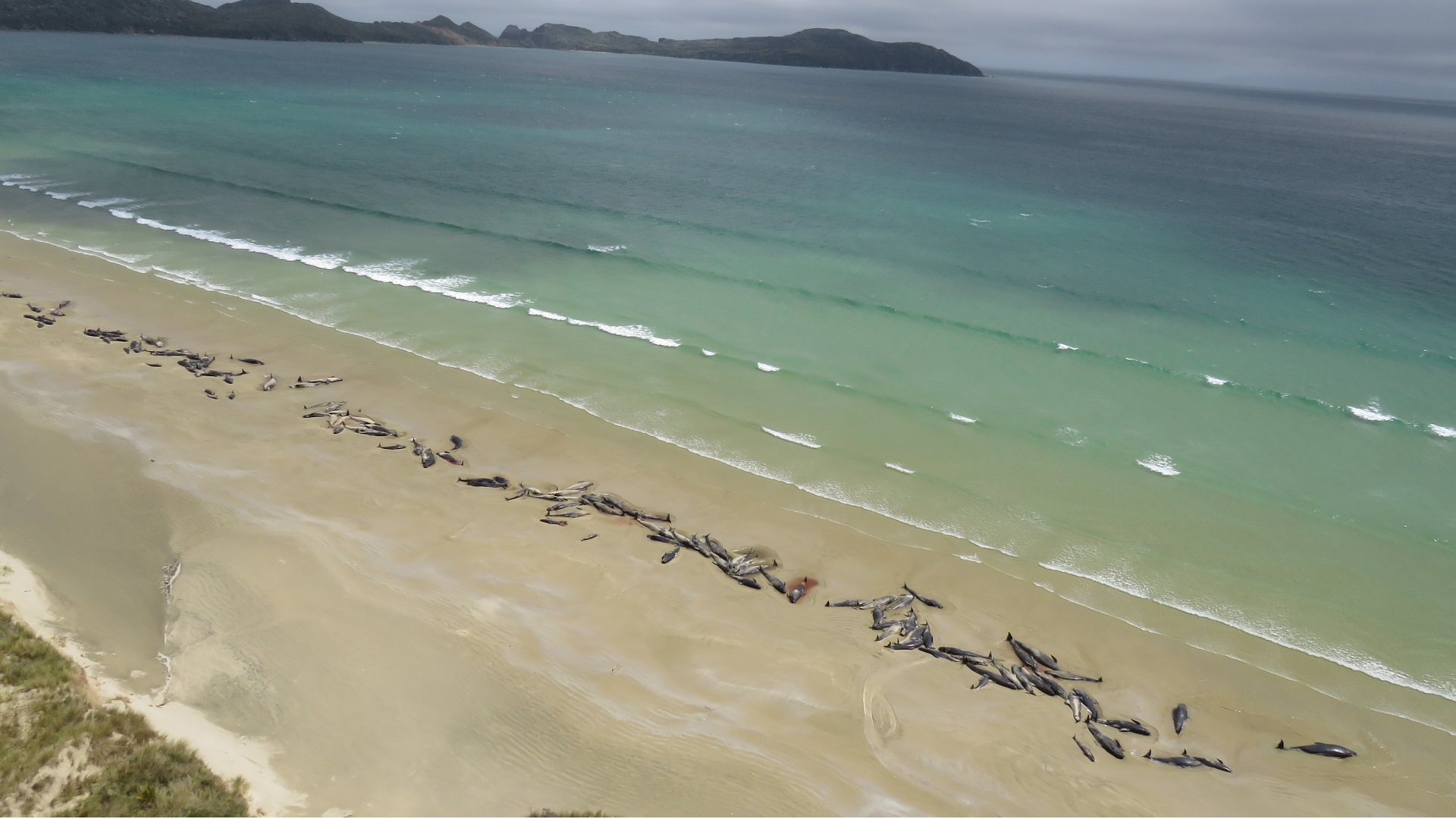 Image for the title: 250 pilot whales die in remote New Zealand stranding 