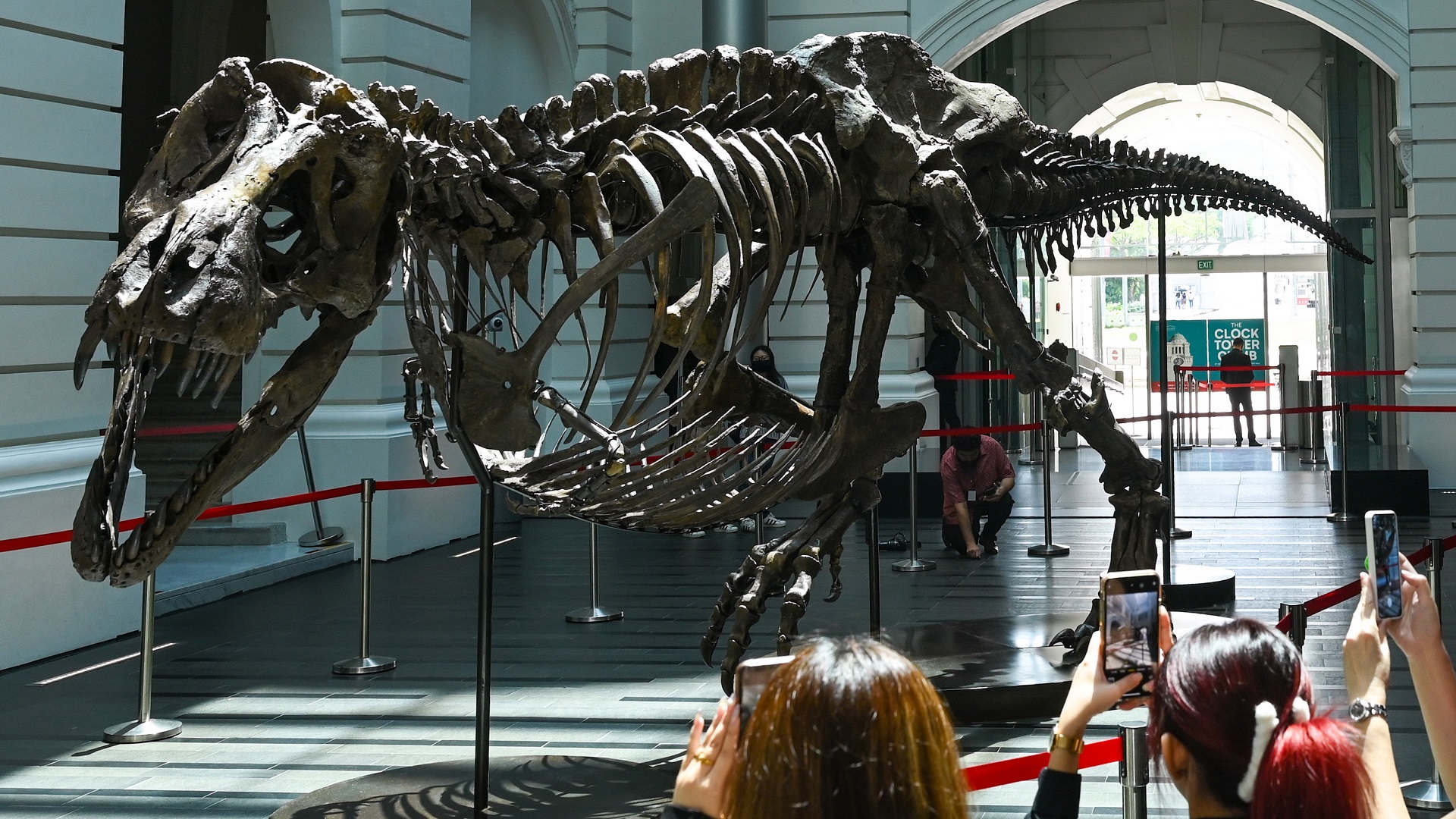 Image for the title: dinosaur