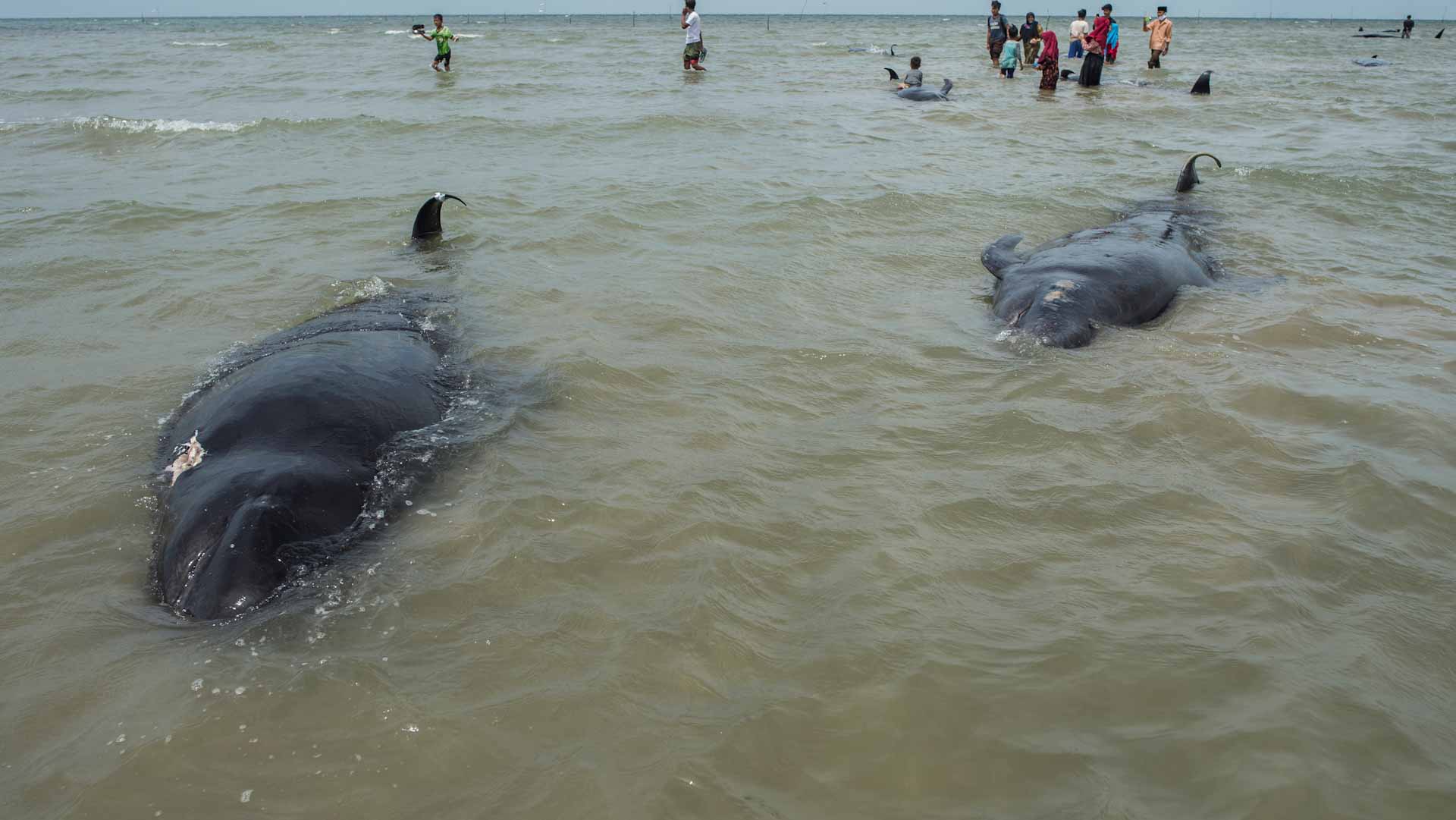 Image for the title: At least 14 whales found stranded on southern Australian island 