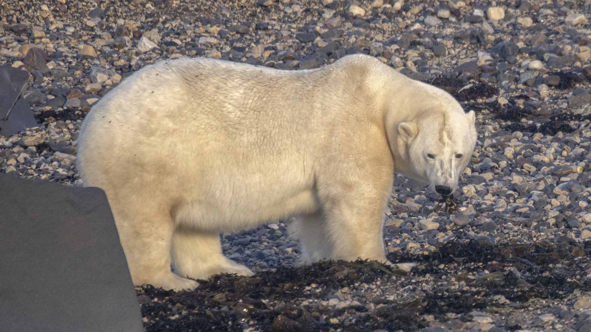 Image for the title: Receding ice leaves Canada's polar bears at rising risk 