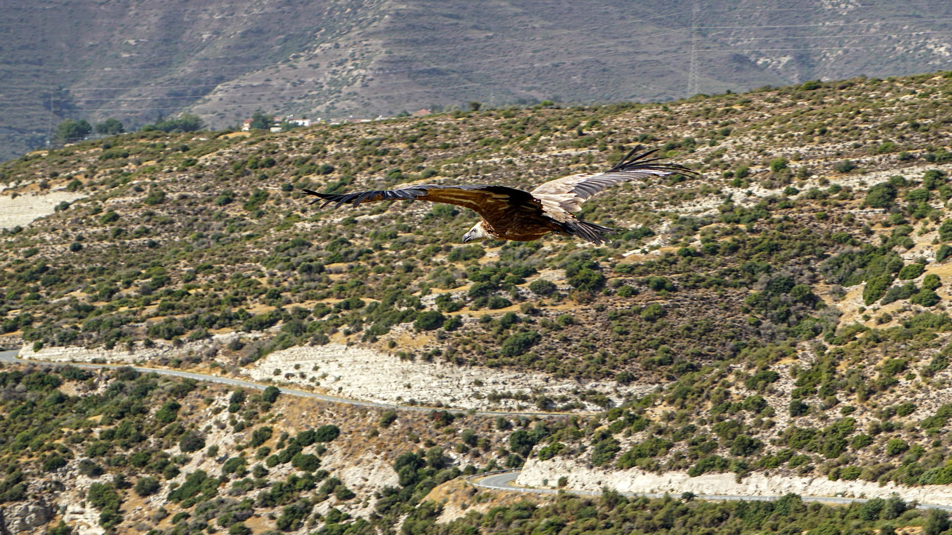 Image for the title: Nature's cleaners: Cyprus returns rare vultures to wild 