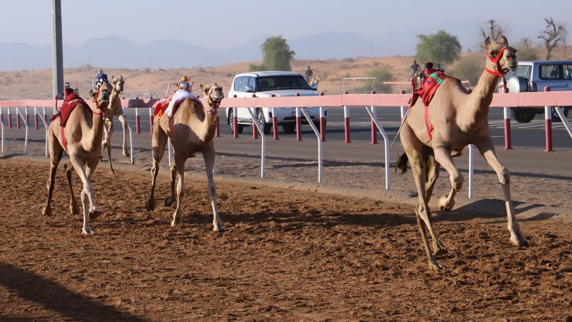 Image for the title: Sharjah's Al Fatamin Camel Race concludes 