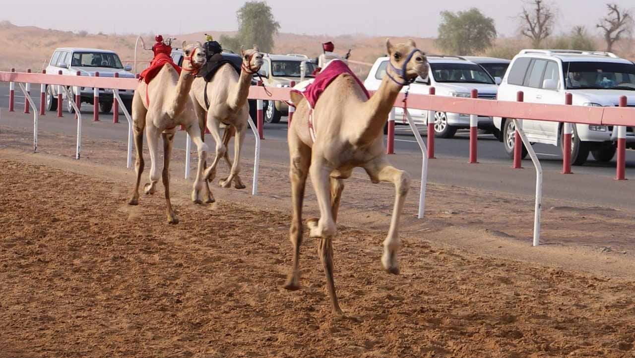 Image for the title: Sharjah's Fatameen (Weanling) Camel Race concludes 