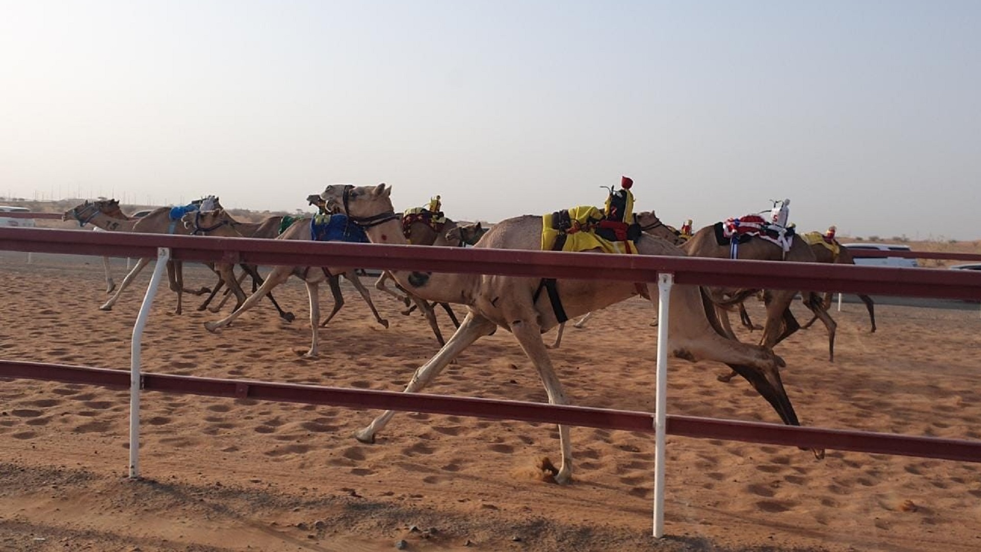 Image for the title: Al Dhaid Camel Racecourse witnesses strong competitions 