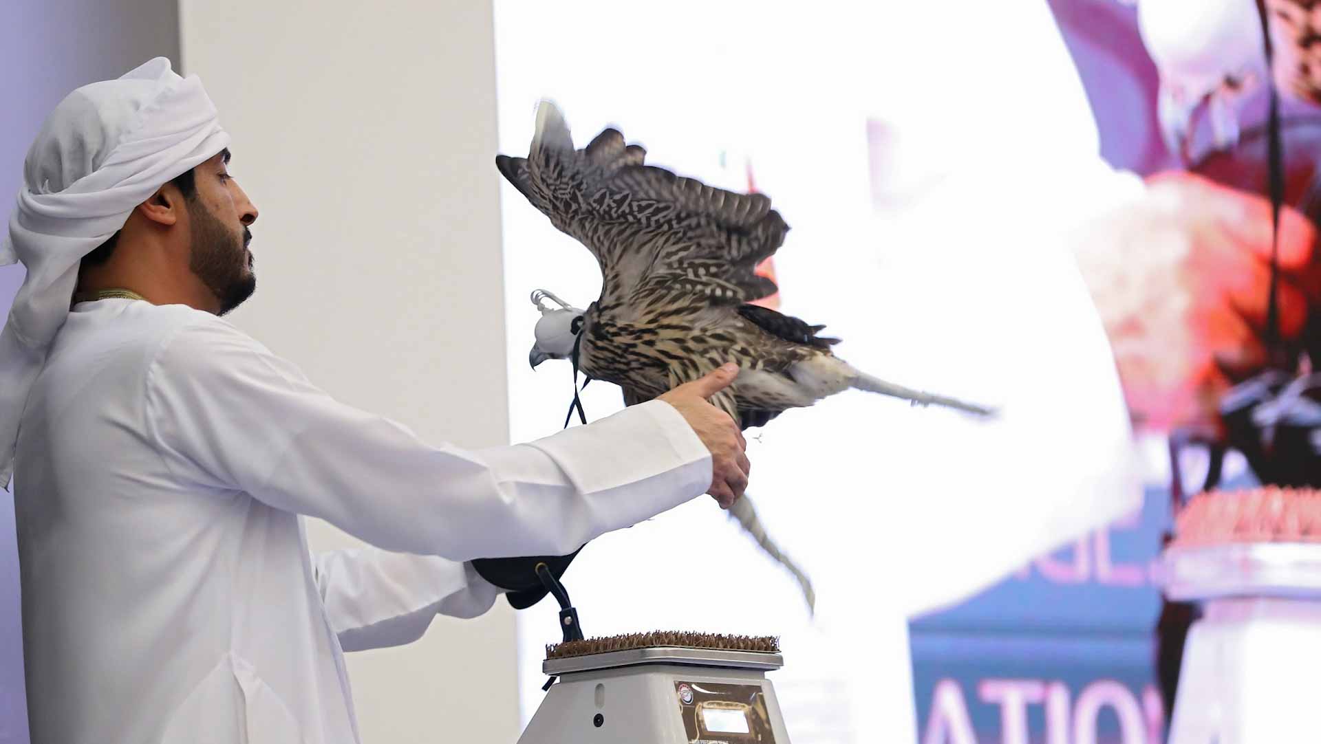 Image for the title: Falconers of the world meet in Abu Dhabi for new falcon auction 