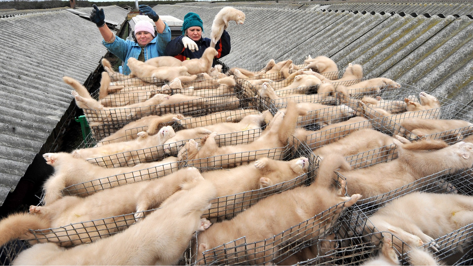 Image for the title: Finland culls 120,000 fur animals after bird flu outbreak 